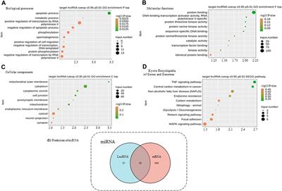 The Potential Regulatory Mechanism of lncRNA 122K13.12 and lncRNA 326C3.7 in Ankylosing Spondylitis